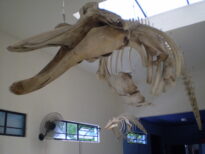 Rara Baleia "Bicuda de Arnoux"