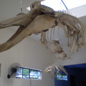 Rara Baleia "Bicuda de Arnoux"